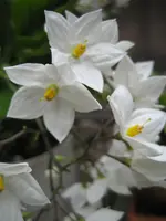 terrasse_mai2009_jasminoid.webp