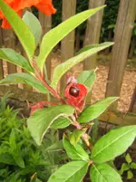 DSCF2452.webp