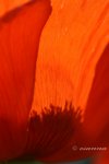 mohn 2005-792_w.jpg