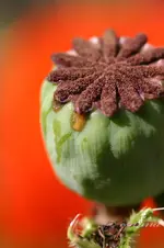 mohn 2005-737_w.webp