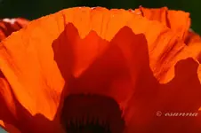 mohn 2005-121_w.webp