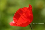 mohn 2003-2004-30_w.jpg