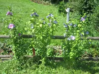 20080724_6160.webp