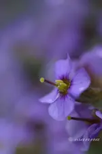 IMG_2474_w.webp