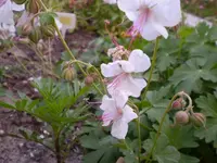 Storchschnabelblüte.webp
