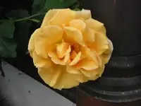 gelbe_kletterrose_27_05_200.webp