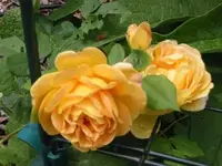golden_celebration_27_05_20.webp