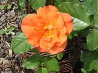 westerland_27_05_2009.webp