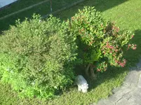 20090525_8401.webp