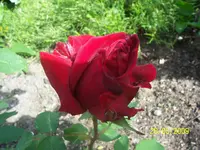 Rose samtrot.webp