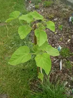 Blauglockenbaum 0508.webp