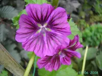 Malve mauretania(2).webp