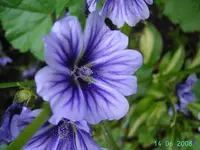 Malve Primely blue(2).webp