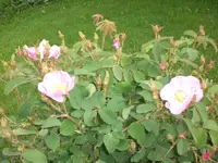 Garten Mai08 002.webp