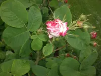 Garten Mai08 003.webp