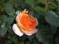 Garten Mai08 005.webp