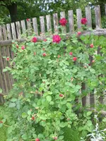 Garten Mai08 006.webp