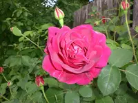 Garten Mai08 007.webp