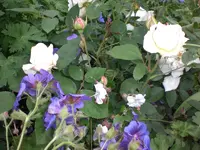 Garten Mai08 010.webp