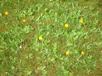 Garten Mai08 015.webp