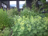 Garten Mai08 001.webp