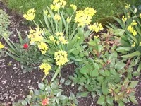 Garten Mai08 004.webp