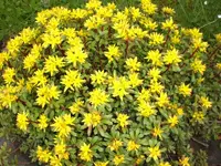 Garten Mai08 008.webp