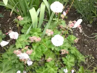 Garten Mai08 009.webp