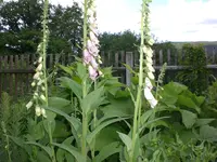 Garten Mai08 012.webp