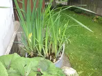 Garten Mai08 011.webp