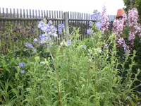 Garten Mai08 013.webp