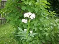 Garten Mai08 014.webp