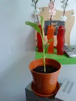 kleineMusa.webp