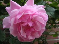 Garten 009.webp