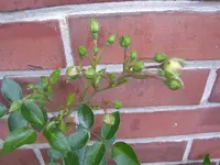 Garten 011.webp