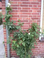 Garten 012.webp