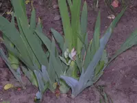 Garten 005.webp