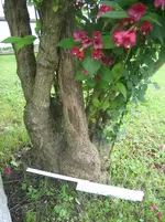 20090527_8536.webp