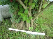 20090527_8537.webp