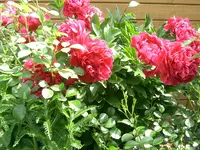 CIMG5903.webp
