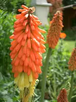 CIMG5929.webp