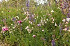 2013_0629Sommer0002.webp