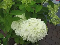 002.webp