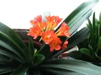 015.webp