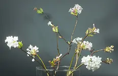 Strauch Unbenannt1 kl.webp