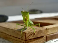 Copy of Tiere alt 417v.webp