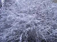 Winter2 22.1.2014.webp