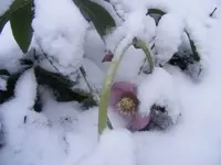 Winter3 22.1.2014.webp