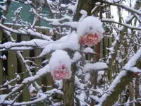 Winter5 22.1.2014.webp