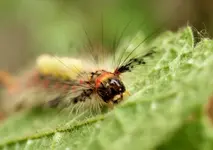 P6195731_Schlehen-Burstenspinner.webp